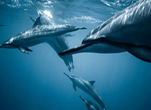 开云官网-开云官网：奢华与创新的完美交汇